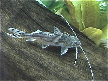 large pictus catfish