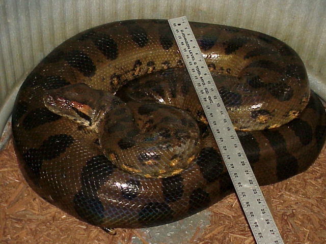 Anaconda  Green :: Pets site :: Pets information